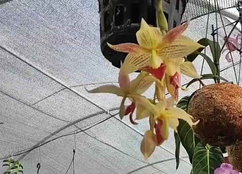 Vídeo de Orquidário Wolf