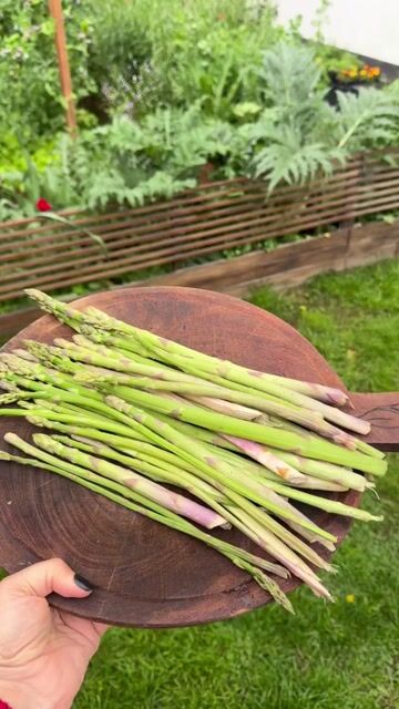 Video de Semillas de Espárragos ( Asparagus officinalis)