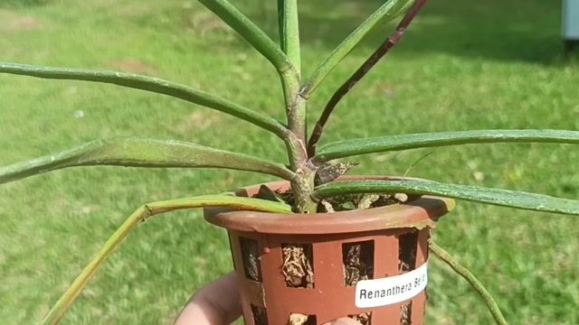 Vídeo de Orquidário Wolf