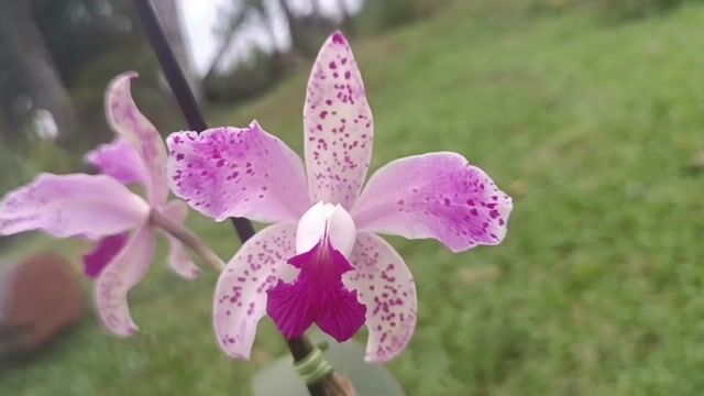 Vídeo de Orquidário Wolf