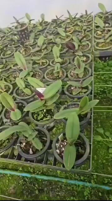 Vídeo de Orquidário Wolf