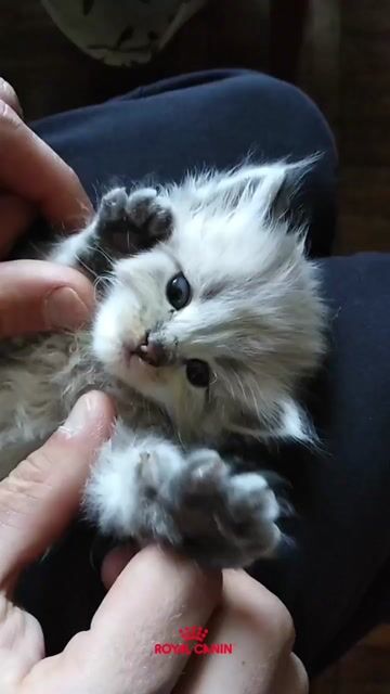 Video de Royal Canin Kitten Sterilised- Concentrado para Gatitos