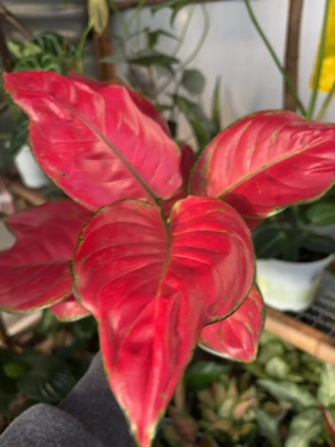 Vídeo de Aglaonema 'Red Joy' - Pote 12