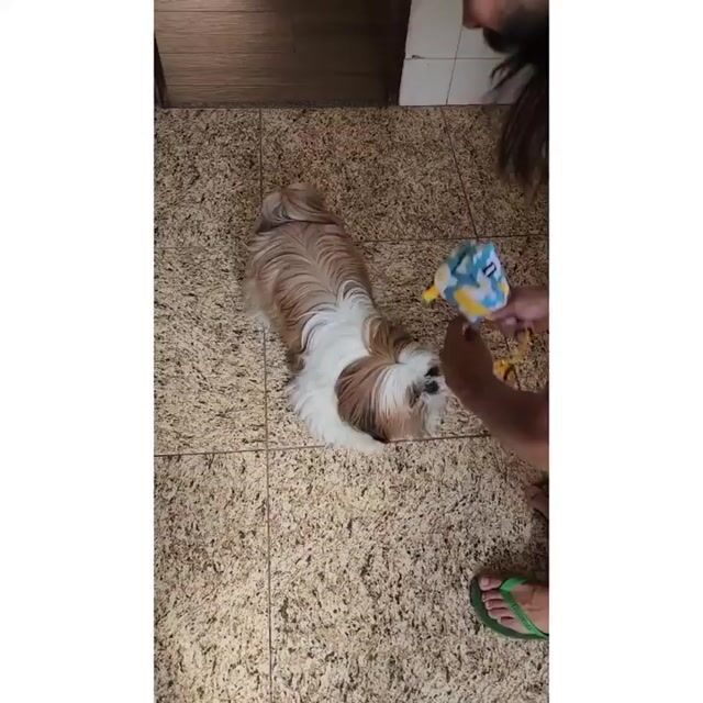 Vídeo de Mochila coleira +estampas