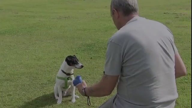 Vídeo de SantoPet