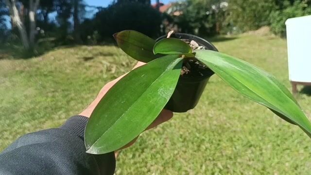 Vídeo de Orquidário Wolf