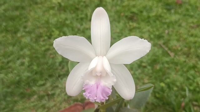 Vídeo de Orquidário Wolf