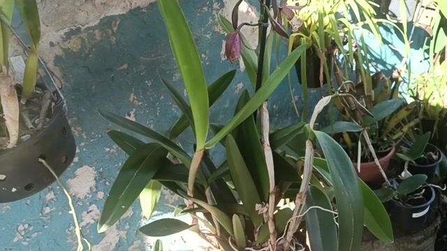 Vídeo de Orquidário Wolf