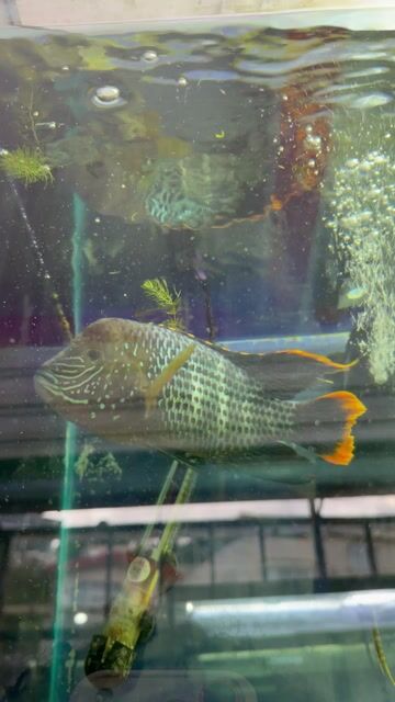 Video de ReefLand Aquario