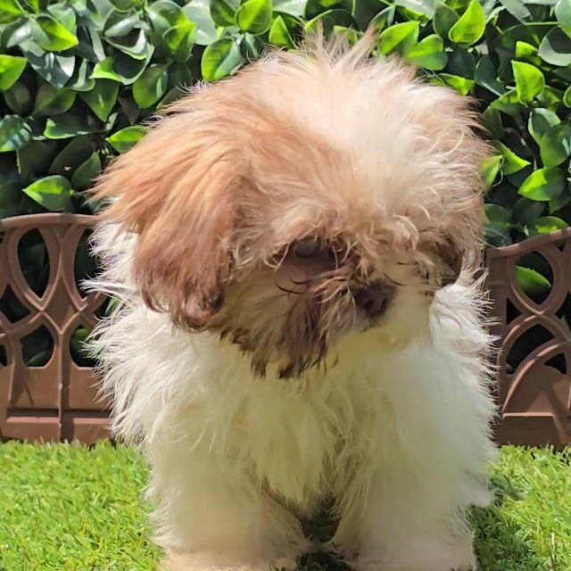 Video de Shih Tzu Bicolor Choco Hembra