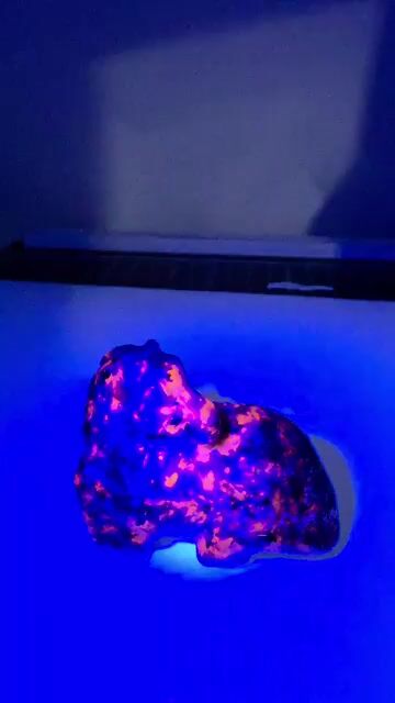 Video de 100 g Yooperlita Tallada Caballo en Reposo Especimen Unico