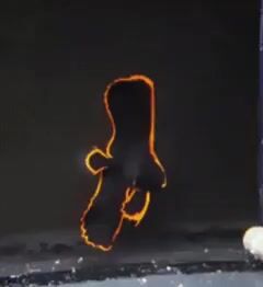 Video de Platax pinnatus