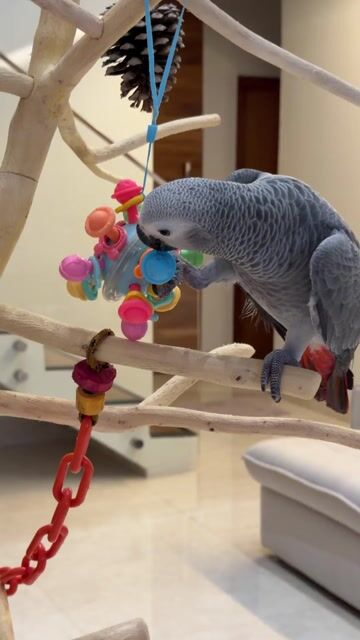 Vídeo de Aves BR