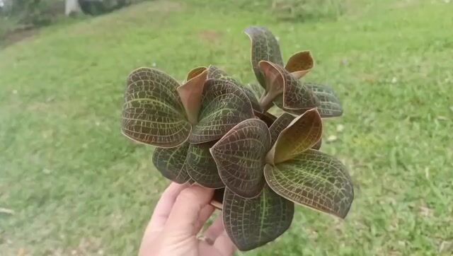 Vídeo de Orquidário Wolf