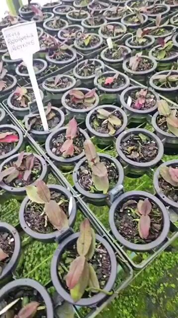Vídeo de Orquidário Wolf