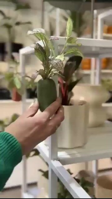 Video de POTIT | Macetas y Plantas Online