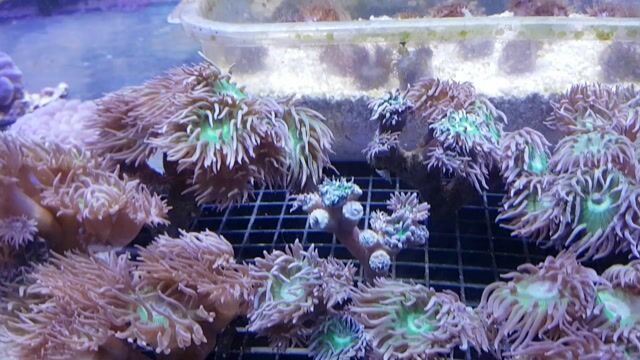 Video de Duncanopsammia axifuga - Tree Coral Green Stem 13 Polyps - Australia