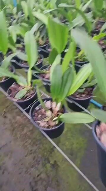Vídeo de Orquidário Wolf