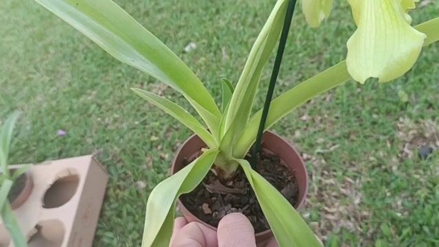 Vídeo de Orquidário Wolf
