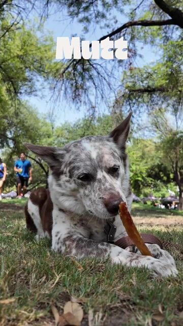 Video de Premios para perros tendón de res MUTT