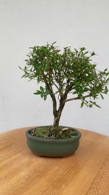 Vídeo de Bonsai Serissa - B80