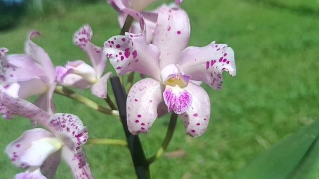 Vídeo de Orquidário Wolf