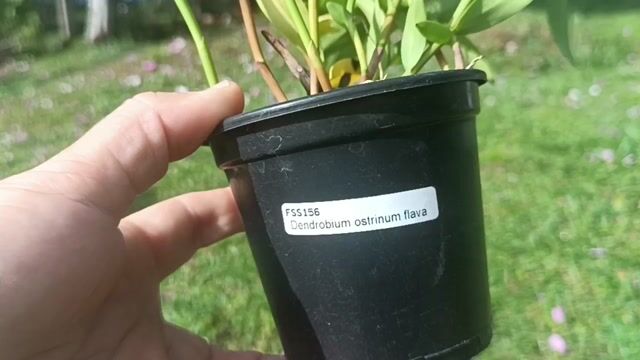 Vídeo de Orquidário Wolf