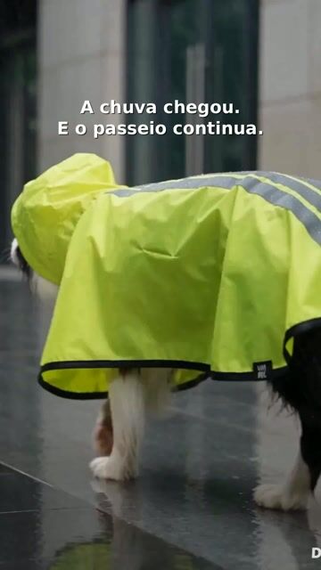 Vídeo de May Dog Pet