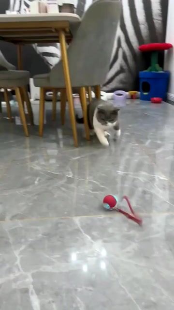 Video de Pelota inteligente para mascotas