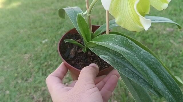Vídeo de Orquidário Wolf