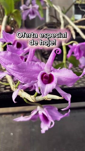 Video de Orquídea Dendrobium Anosmun tipo - oferta especial