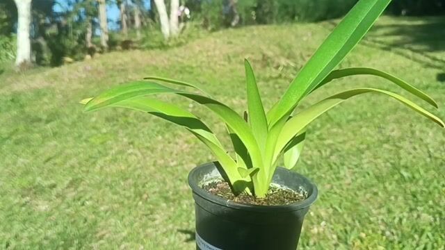 Vídeo de Orquidário Wolf