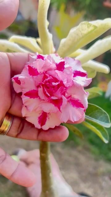 Vídeo de Rosa do Deserto VARIEGAVA I9 ANYA pronta entrega