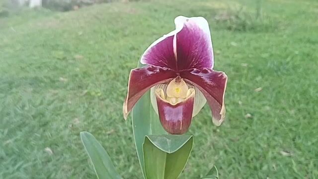 Vídeo de Orquidário Wolf
