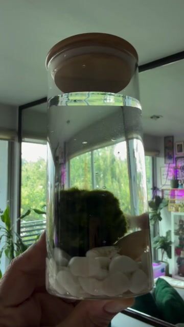 Video de cactuseriamx