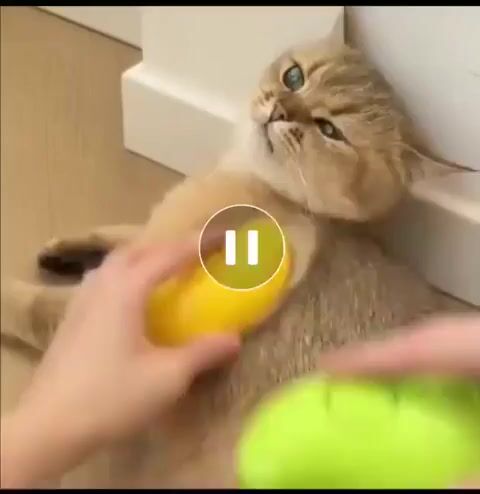 Vídeo de Pet Date