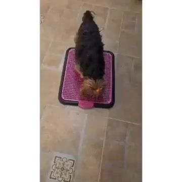Vídeo de doce latido 