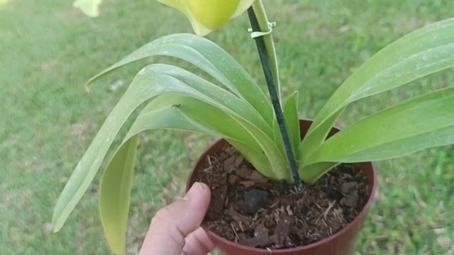 Vídeo de Orquidário Wolf
