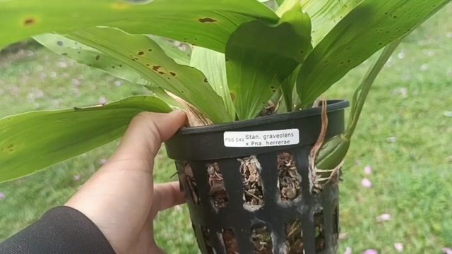 Vídeo de Orquidário Wolf