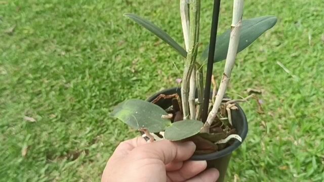 Vídeo de Orquidário Wolf