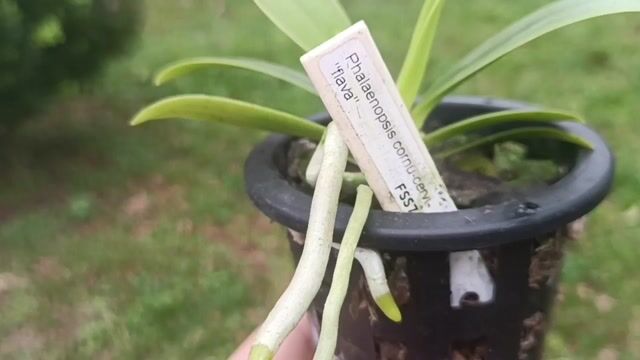 Vídeo de Orquidário Wolf