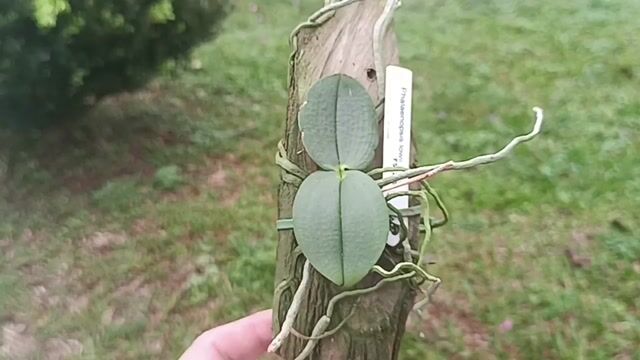 Vídeo de Orquidário Wolf