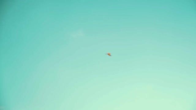 Vídeo de Brycon Fishing