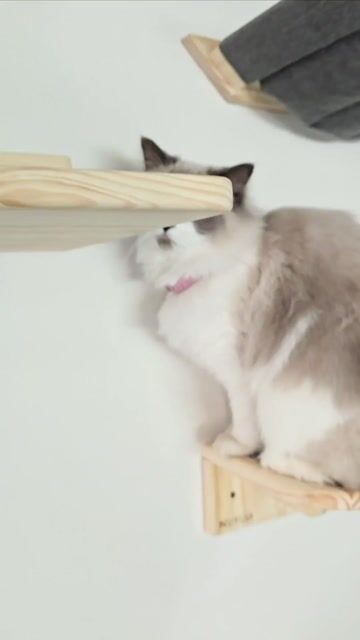 Video de MODELO BOBTAIL