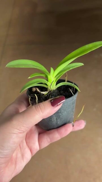 Vídeo de Rodriguezia Lanceolata Adulta mini orquídea
