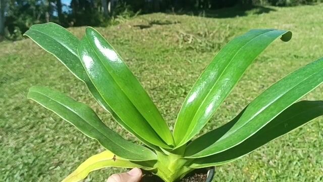 Vídeo de Orquidário Wolf