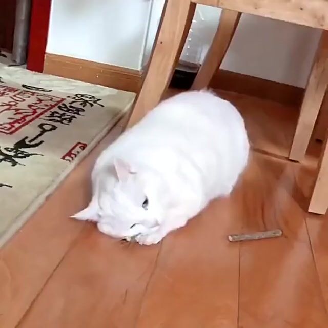 Vídeo de Pet Date