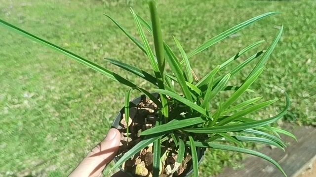 Vídeo de Orquidário Wolf