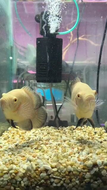 Video de ReefLand Aquario