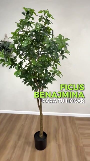 Video de Ficus Benjamina 185cm